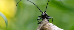 Choosing the correct antenna for FPV